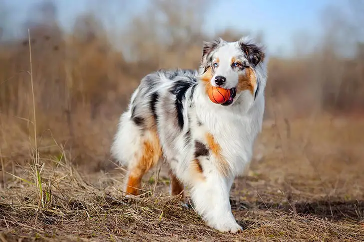 #4 Australian Shepherd getting the ball for owner and learn anything