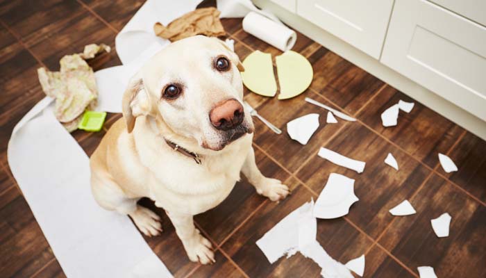 Don't reinforce your dogs' bad behavior 