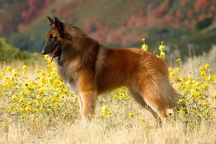 #1 Belgian Malinoin in a field ready to play