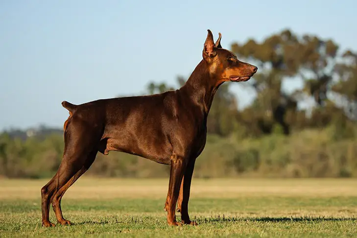 #8 ferocious Doberman looking for next command. extremely obedient