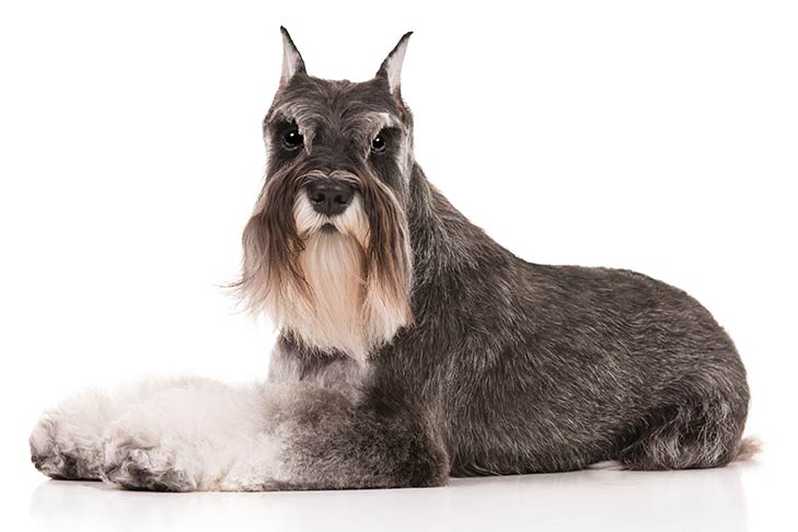 #10 Miniature Schnauzer with full grown mustache ranked at 10th