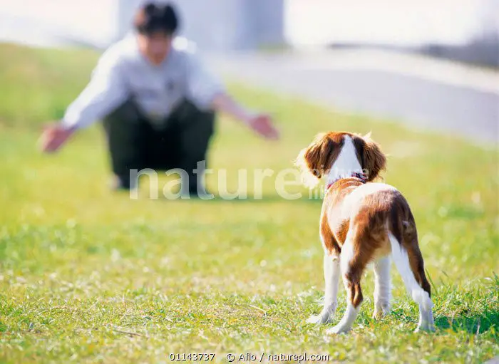 Don't call your dog for anything unpleasant 