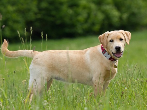 #6 Labrador Retriever with a cute look totally non-aggressive