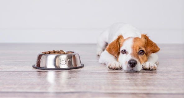 Train your dog to have his food