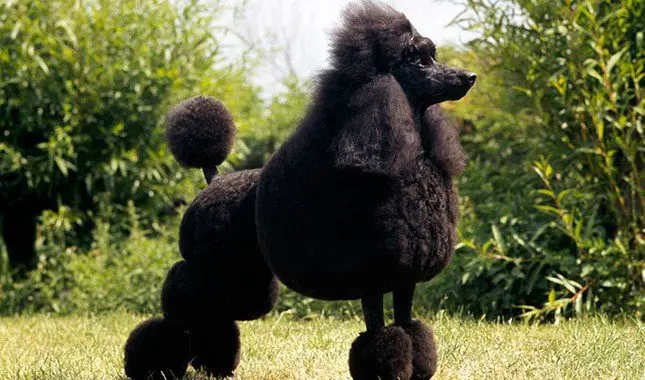 #5 Poodle: full grown and at it best obedience