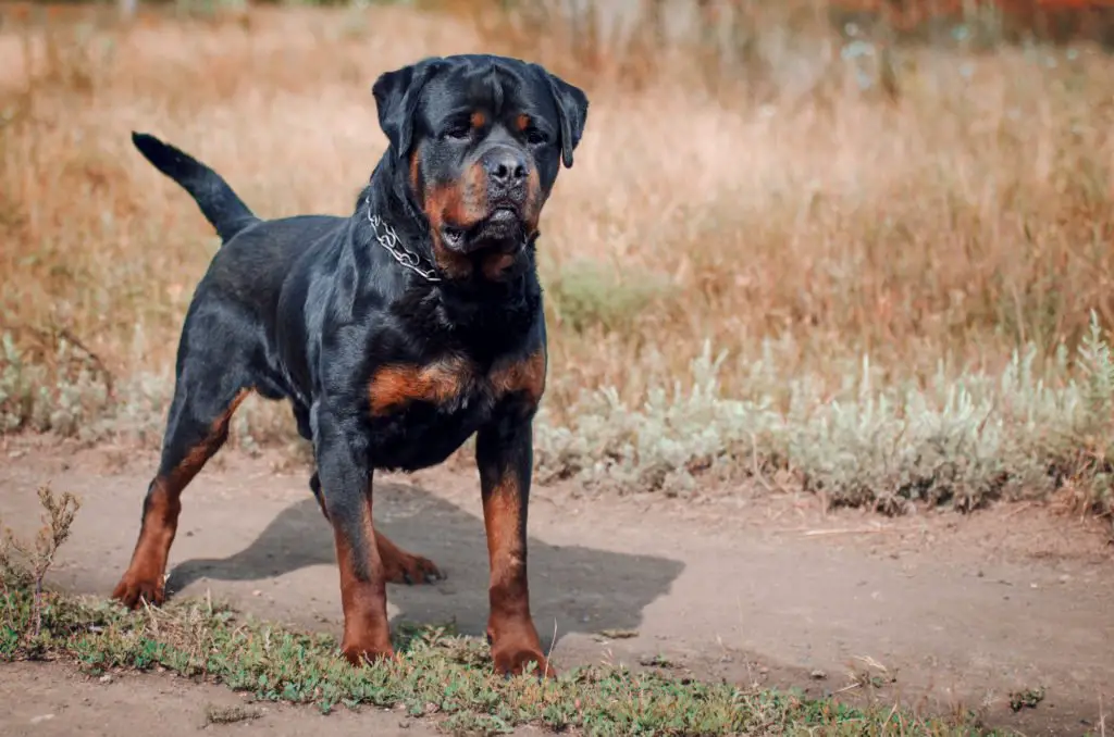 #9 Rottweiler: this one is little bored but one the most trainable dog breeds 