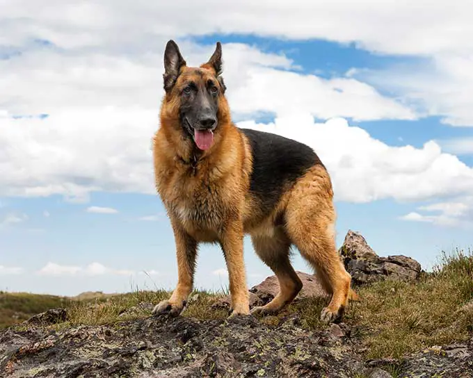 #3  A German Shepherd Posing Majestically eager to please you