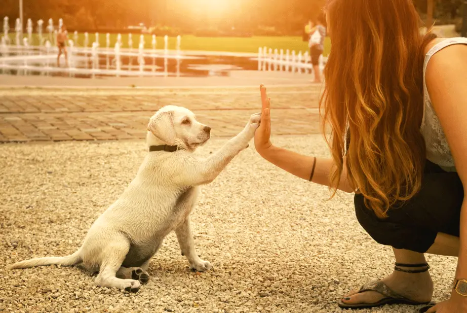 how regularly to train your dog